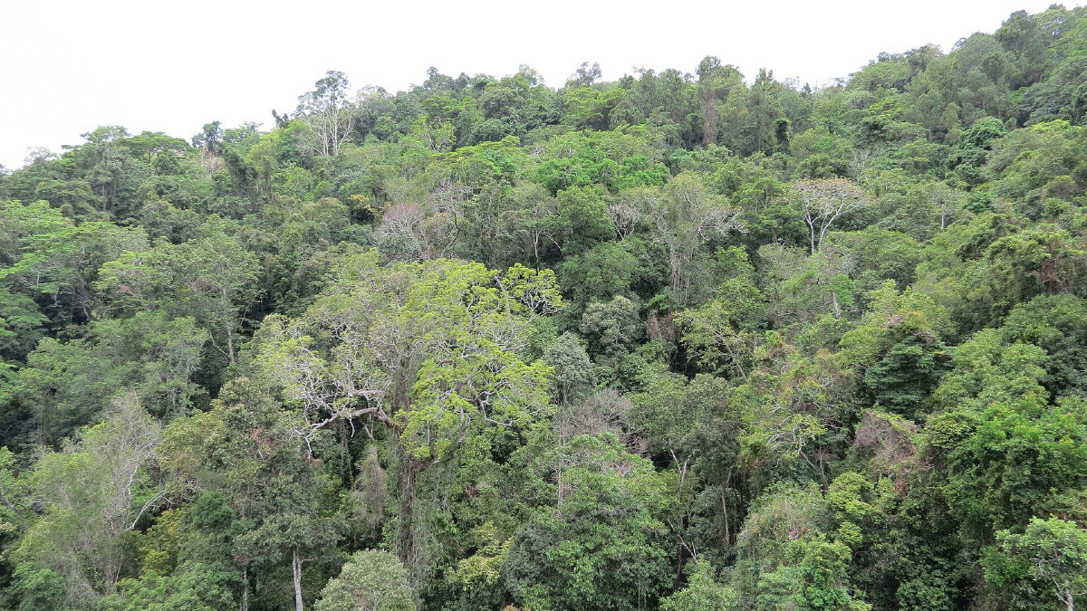 Antigo canavial na Austrália vira floresta com 119 mil árvores em 10 anos
