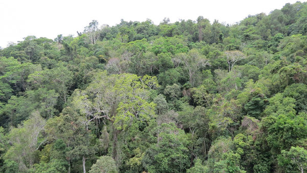Antigo canavial na Austrália vira floresta com 119 mil árvores em 10 anos