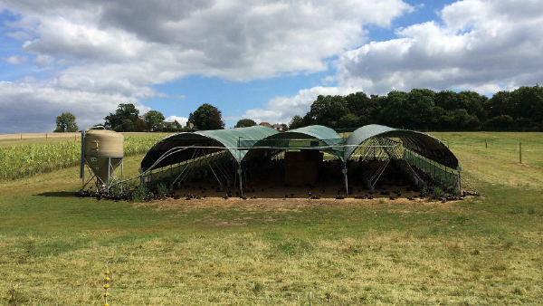 Doença de Newcastle é confirmada em granja de perus de Nova Itaberaba, SC