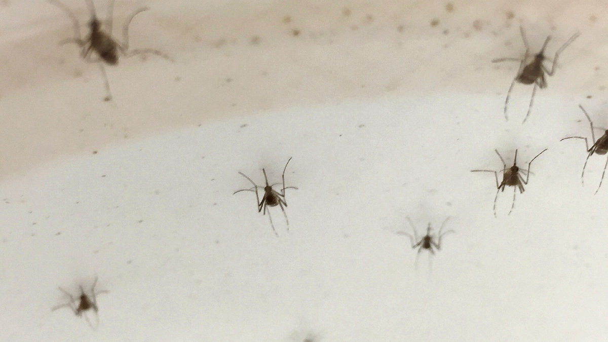 Rio Preto faz mutirão contra a dengue no sábado (17) em dois bairros