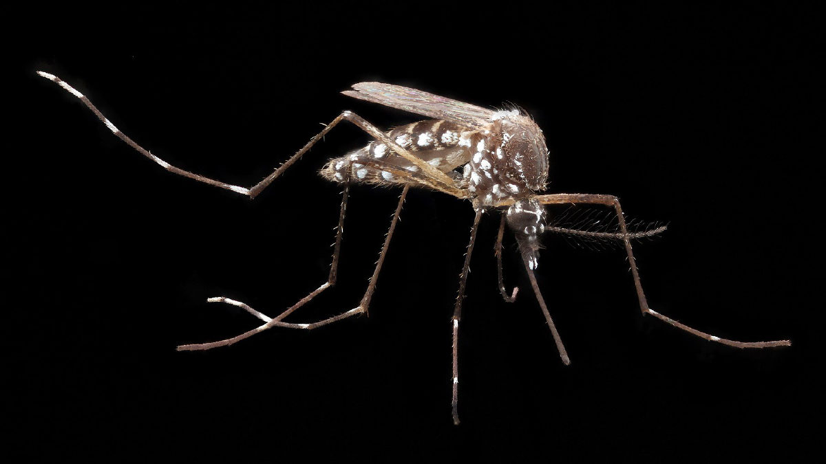 Quase metade dos municípios está em alerta para o Aedes aegypti, diz Saúde
