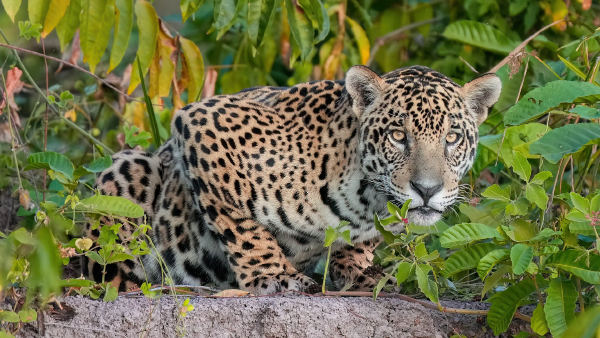 Relatório Planeta Vivo 2026 aponta queda de 73% em populações de animais silvestres