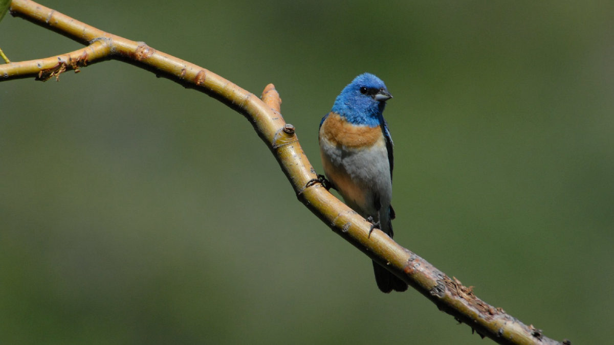 Por que as aves não caem do galho enquanto dormem? A resposta está nos músculos
