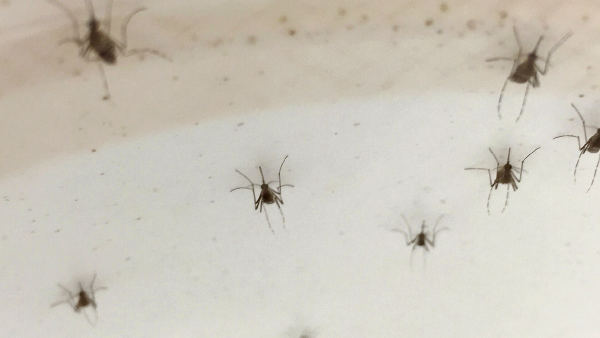 Rio Preto faz mutirão contra a dengue no sábado (17) em dois bairros