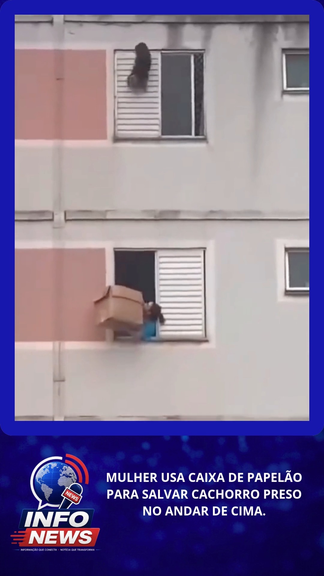 MULHER USA CAIXA DE PAPELÃO PARA SALVAR CACHORRO PRESO NO ANDAR DE CIMA