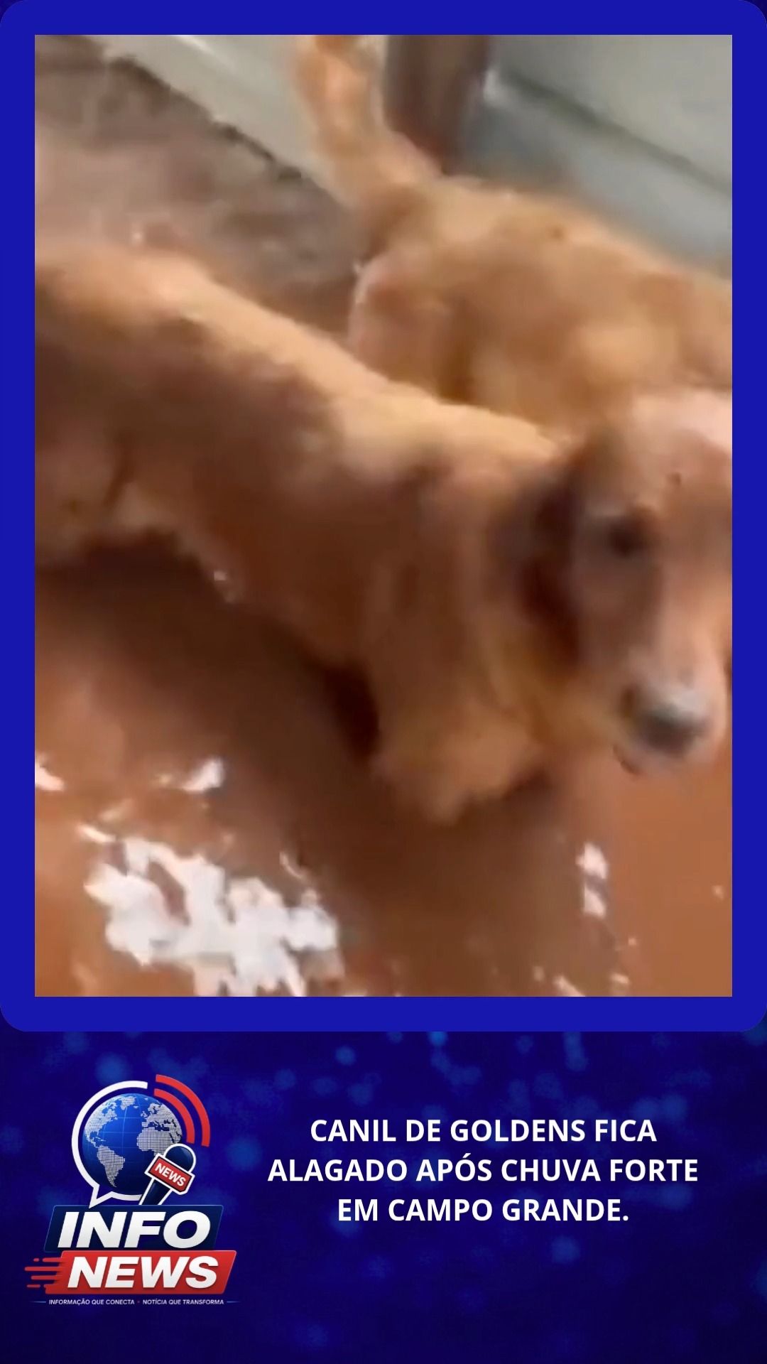 CANIL DE GOLDENS FICA ALAGADO APÓS CHUVA FORTE EM CAMPO GRANDE